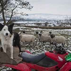 Domestic Dog, Collie sheepdog, adult, standing on quad bike, with Swaledale ewes on snow covered pasture in background