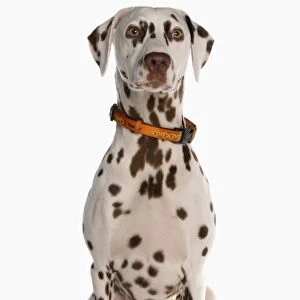 Domestic Dog, Dalmatian, liver and white adult female, with collar, sitting