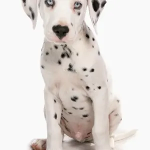 Domestic Dog, Dalmatian, male puppy, sitting Domestic Dog, Dalmatian, male puppy, sitting