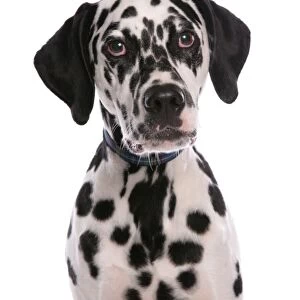 Domestic Dog, Dalmatian, puppy, close-up of head, with collar