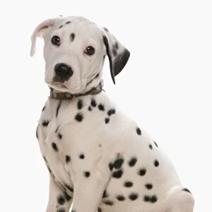 Domestic Dog, Dalmatian, puppy, with collar, sitting
