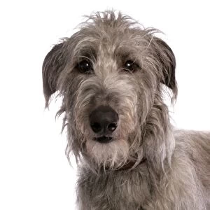 Domestic Dog, Deerhound, adult, close-up of head