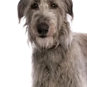 Prints of : Dogs