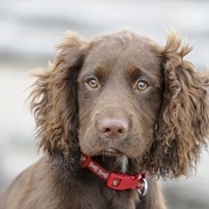 Domestic Dog, English Cocker Spaniel, working type, male puppy, sixteen-weeks old, close-up of head, wearing collar