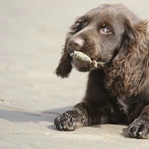 Domestic Dog, English Cocker Spaniel, working type, male puppy, sixteen-weeks old