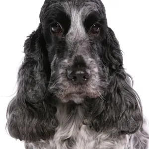 Domestic Dog, English Cocker Spaniel, adult female, close-up of head Domestic Dog, English Cocker Spaniel, adult female, close-up of head