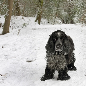 Domestic Dog, English Cocker Spaniel, elderly adult, standing on snow covered path in woodland, England, January