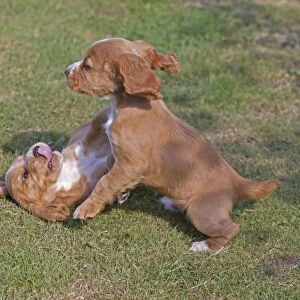 Domestic Dog, English Cocker Spaniel, two puppies, playfighting on lawn, Norfolk, England, August