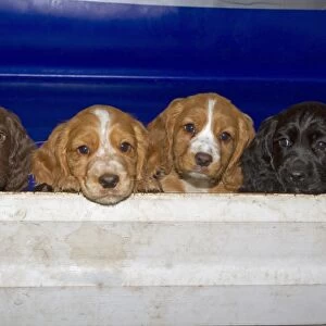 Domestic Dog, English Cocker Spaniel, four puppies, different coat colours, looking over wooden fence, Norfolk