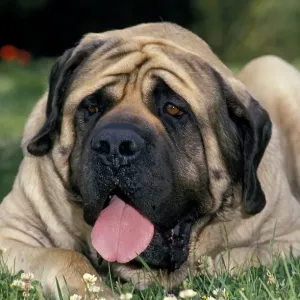 Perro doméstico de raza inglés mastín adulto acostado en el césped jadeando Perro doméstico de raza inglés mastín adulto acostado en el césped jadeando