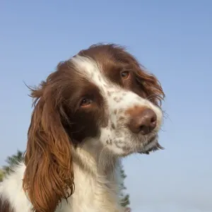 Perro doméstico inglés springer spaniel adulto en una vista de cabeza con la cabeza inclinada Inglaterra abril Perro doméstico inglés springer spaniel adulto en una vista de cabeza con la cabeza inclinada Inglaterra abril