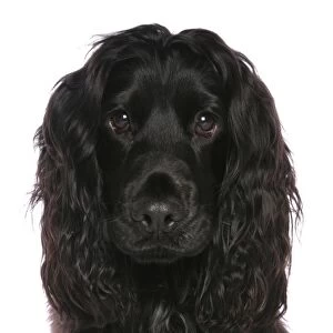 Domestic Dog, English Springer Spaniel, black adult, close-up of head