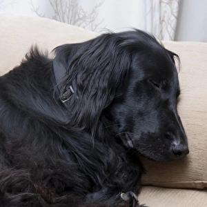 Domestic Dog, Falt-coated Retriever, adult, sleeping on sofa, England, December