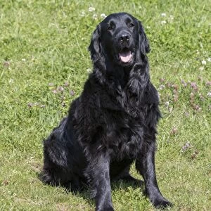 Domestic Dog, Flat-coated Retriever, adult female, four years old, sitting in meadow, Suffolk, England, May