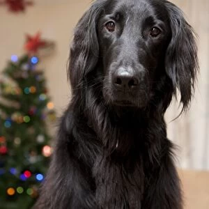 Domestic Dog, Flat-coated Retriever, adult, close-up of head and chest, in room with Christmas tree, England, December