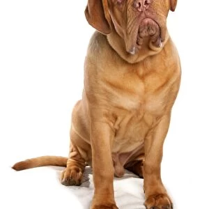Domestic Dog, French Mastiff (Dogue de Bordeaux), adult male, sitting