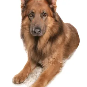 Domestic Dog, German Shepherd Dog, adult, laying Domestic Dog, German Shepherd Dog, adult, laying