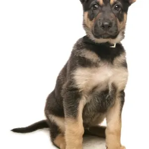 Domestic Dog, German Shepherd Dog, puppy, sitting Domestic Dog, German Shepherd Dog, puppy, sitting