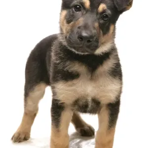 Domestic Dog, German Shepherd Dog, puppy, standing Domestic Dog, German Shepherd Dog, puppy, standing