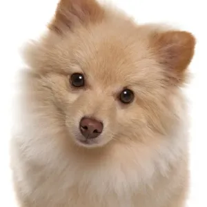 Domestic Dog, German Spitz, adult, close-up of head Domestic Dog, German Spitz, adult, close-up of head