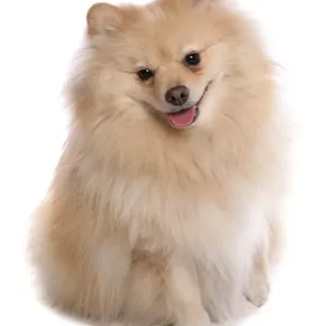 Domestic Dog, German Spitz, adult, sitting Domestic Dog, German Spitz, adult, sitting