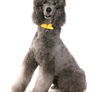 Perro doméstico grande perrito Pointe de collarette y etiqueta Perro doméstico grande perrito Pointe de collarette y etiqueta