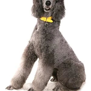 Domestic Dog, Giant Poodle, adult, sitting, with collar and tag