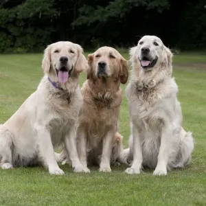 Domestic Dog, Golden Retriever, three adult females, sitting on garden lawn, England, august Domestic Dog, Golden Retriever, three adult females, sitting on garden lawn, England, august