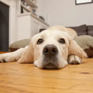 Perro doméstico de raza golden retriever cachorro descansando en el piso junto al hogar del fuego. Inglaterra Perro doméstico de raza golden retriever cachorro descansando en el piso junto al hogar del fuego. Inglaterra