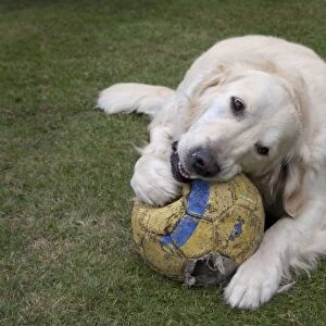 Domestic Dog, Golden Retriever, adult female, chewing football, laying on garden lawn, England, august