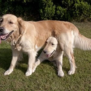 Domestic Dog, Golden Retriever, two adult females, dominance interaction, one standing over other on garden lawn