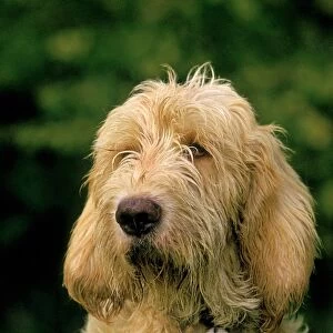 Domestic Dog, Grand Griffon Vendeen, adult, close-up of head