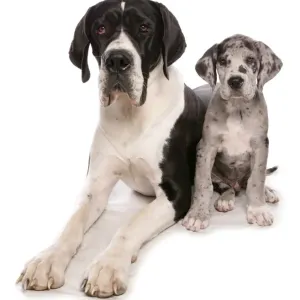 Domestic Dog, Great Dane, adult and puppy Domestic Dog, Great Dane, adult and puppy
