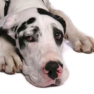 Domestic Dog, Great Dane, harlequin adult female, with collar, close-up of head, laying
