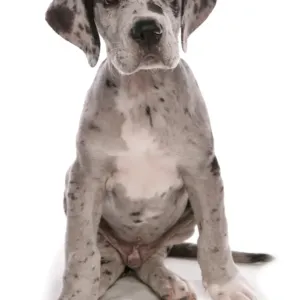 Domestic Dog, Great Dane, puppy, sitting Domestic Dog, Great Dane, puppy, sitting