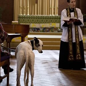 Domestic Dog, Greyhound, adult, standing in aisle during blessing at church service for pets, England, october
