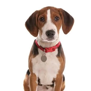 Domestic Dog, Hamiltonstovare (Hamilton Hound), puppy, sitting, with collar and tag