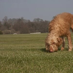 Domestic Dog, Hungarian Vizsla, wire-haired variety, juvenile, one-year old, sniffing ground, standing on grass
