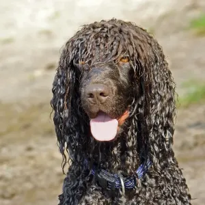 Perro doméstico de agua irlandés spaniel adulto acercamiento a la cabeza jadeando Perro doméstico de agua irlandés spaniel adulto acercamiento a la cabeza jadeando