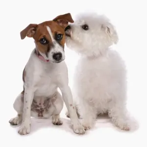 Domestic Dog, Jack Russell Terrier and Bichon Frise, two adults, sniffing ear Domestic Dog, Jack Russell Terrier and Bichon Frise, two adults, sniffing ear
