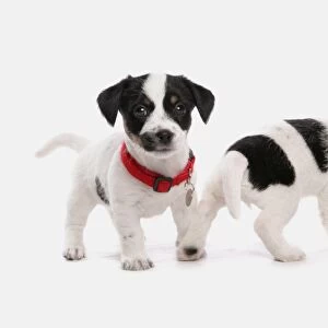 Domestic Dog, Jack Russell Terrier, two puppies, with collars and tags, standing