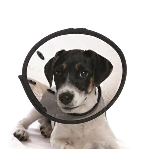 Domestic Dog, Jack Russell Terrier, puppy, laying, wearing Elizabethan collar