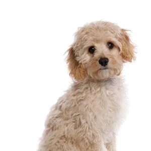 Domestic Dog, Labradoodle, puppy, sitting