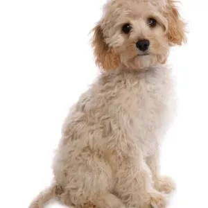 Prints of : Cute