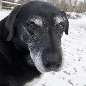 Domestic Dog, labrador cross mongrel, elderly adult, close-up of head, sitting in snow, England, december