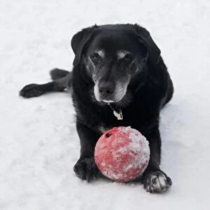 Domestic Dog, labrador cross mongrel, elderly adult, laying with ball in snow, England, december