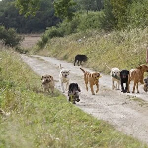 Domestic Dog, Labrador Retrievers and Cocker Spaniels, gamekeeper taking gundogs for walk along farm track