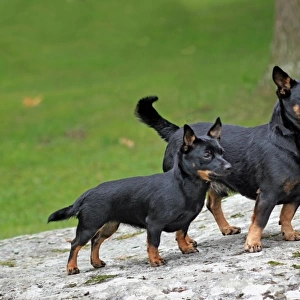 Domestic Dog, Lancashire Heeler, adult male and puppy, standing