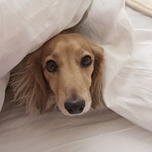 Domestic Dog, Long-haired Miniature Dachshund, adult, looking out from under bed sheets, England, March