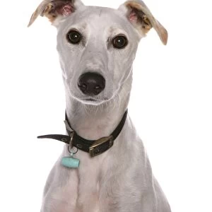 Domestic Dog, Lurcher, adult, close-up of head, with collar and tag